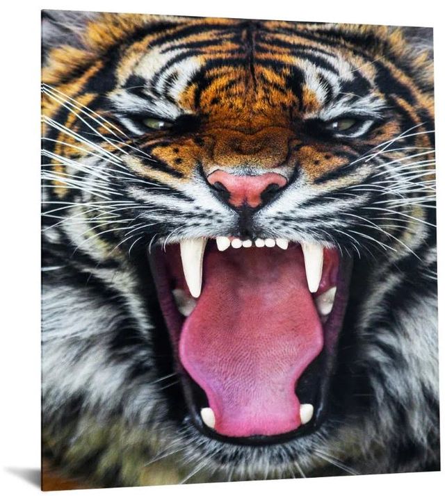 Classy Art Roaring Tiger Wall Art-0