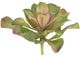 A & B Home Green/Blue Aeonium Pick-0