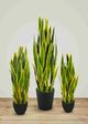 Le Present Sanseveria Green And Yellow Faux Botanical-4