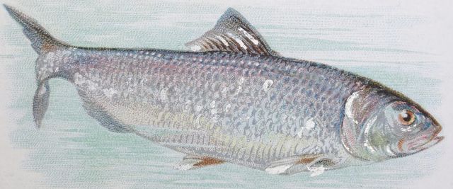 Stylecraft Shad Wall Art-1