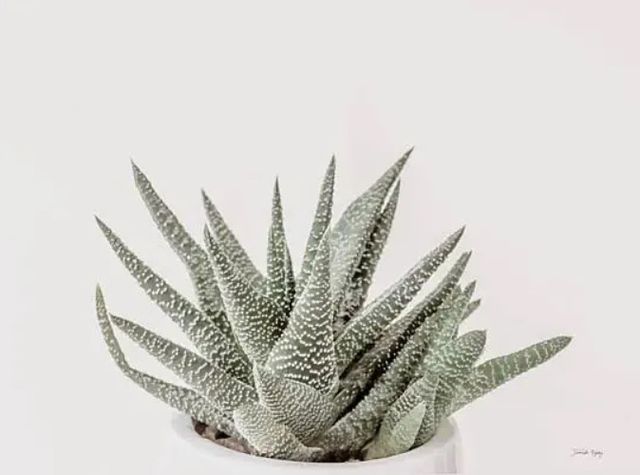 Classy Art Boho Succulent by Jennifer Rigsby Wall Art-0