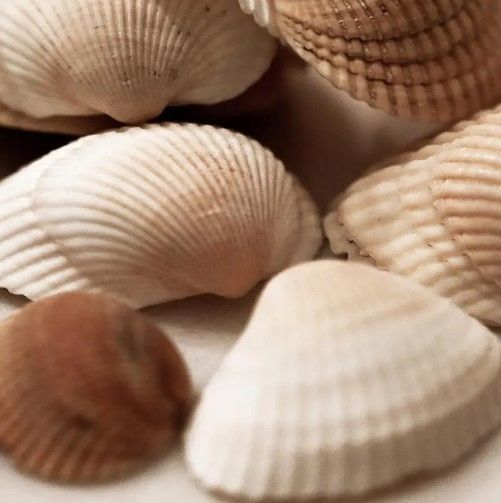 Classy Art Beach Treasures I by Natalie Carpentieri Wall Art-1