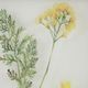 Olliix by Madison Park Blooming Traces Floral 4 Pieces Multi UV Printed Shadowbox Wall Art Set-2