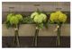 A & B Home Cream/Green 10" Faux Yarrow-0