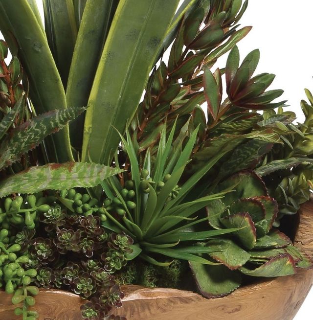 Uttermost® Salar Natural Succulents-4