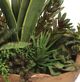Uttermost® Salar Natural Succulents-4