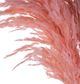 A & B Home Blush Dried Natural Pampas Grass Bundle-2