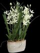 Uttermost® Ariana Orchid White Planter-0