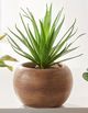 Giftcraft 3-Piece Brown/Green Assorted Potted Succulent Set-2