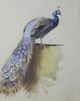 Stylecraft Regal Perch Wall Art-1