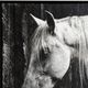 Stylecraft Norman Wyatt Manufactured Canvas -1