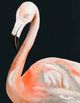 Stylecraft Custom Flamingo Wall Art-1