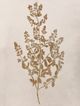 StyleCraft Pressed Branch l Wall Art-1
