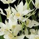 Uttermost® Ariana Orchid White Planter-4