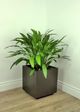 Le Present Calathea Green 34" Faux Botanical Plant-4