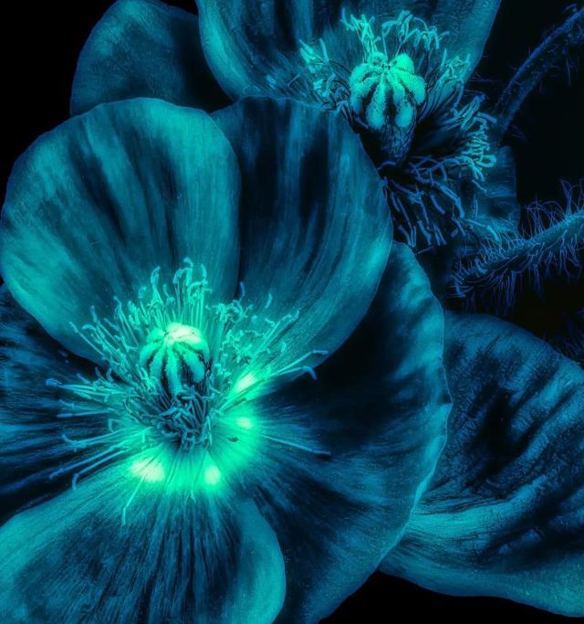 Classy Art Skeleton Flower Wall Art-1