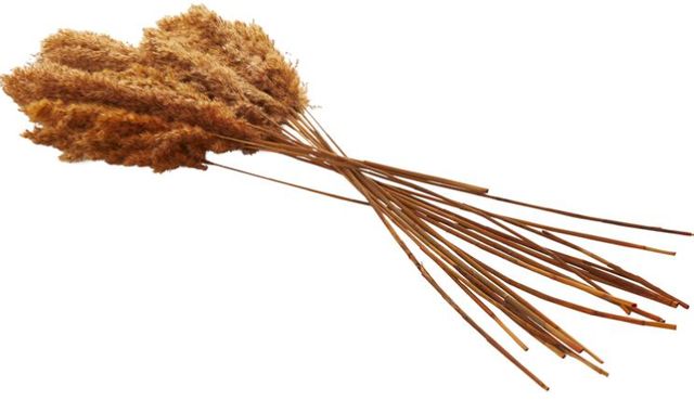 Deco Marche Orange Dried Plant Pampas Grass Natural Foliage with Long Stems-1