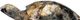 A & B Home Brown Turtle Ornament-1