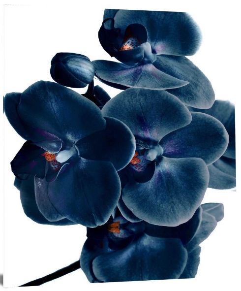 Classy Living Blue Orchid Wall Art-3