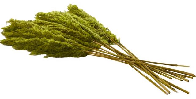 Deco Marche Green Dried Plant Pampas Grass Natural Foliage with Long Stems-1