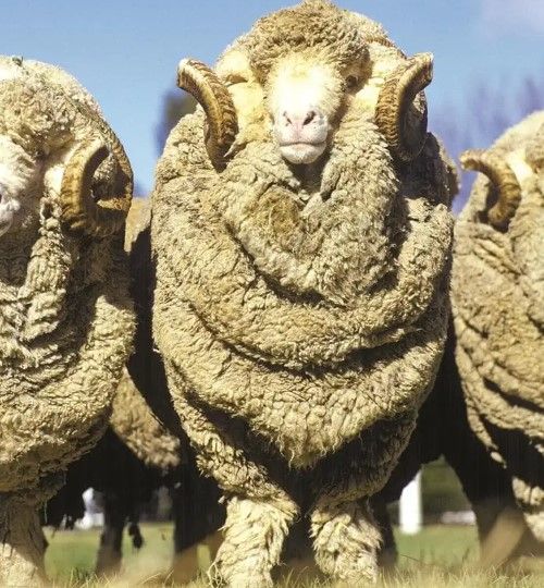 Classy Art Three Rams by Classy Art Wall Art-1