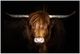 Classy Living Highland Cow on Black Wall Art-0