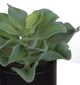 A & B Home Green Potted Dudelya Succulent-1