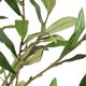 Uttermost® Abundance Charcoal/Green Potted Olive-3