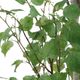 Uttermost® Boreal Aged Gray/Green Potted Birch Tree-4