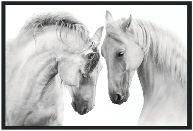 Classic Home White Horses Photography Wall Art-0