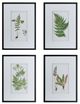 A & B Home 4-Piece Black/Green/White Fern Wall Art Set-1