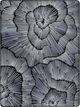 Serta® perfectsleeper X™ Lexton 14.25" Hybrid Medium Quilted Pillow Top Queen Mattress-4