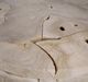 Dovetail Furniture Briar Bleached Coffee Table-2