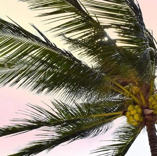 Classy Art Palm Breeze by Natalie Carpentieri Wall Art-1