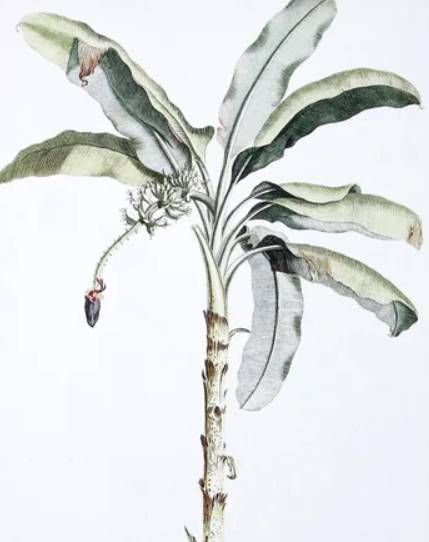 StyleCraft Banana Palm II Light Brown/Light Green Wall Art-1