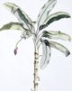 StyleCraft Banana Palm II Light Brown/Light Green Wall Art-1