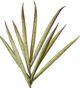 Harp & Finial® Yucca Stem Green Foam Floral-1