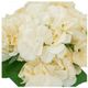 A & B Home Cream Hydrangea Bush-2