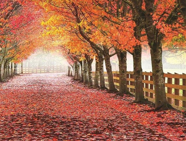Classy Art Orange/Red North Bend Trees by Aaron Reed Wall Art-1