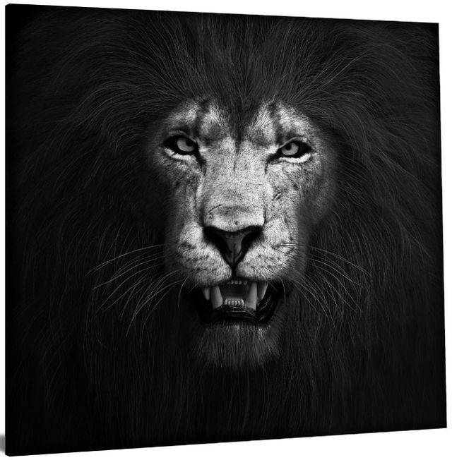 Classy Living Lion Black and White Wall Art-3