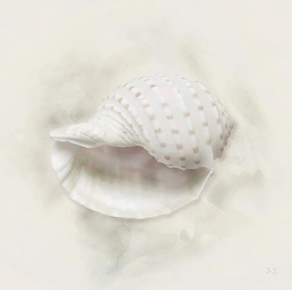 Classy Art Soft Sand and Shell IV by Susan Jill White Wall Art-0