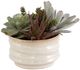 Uttermost® Mesa Green/Tan Succulent Accent-0