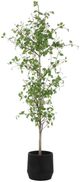 Uttermost® Boreal Aged Gray/Green Potted Birch Tree-3