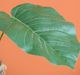 A & B Home Green Palm Frond-1