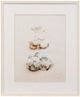 Stylecraft Shells Framed Print-0