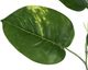 Monarch Specialties Inc. Green/Black 54" Artificial Potted Dieffenbachia Tree-2