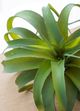 A & B Home Green Faux Spider Plant Stem-2