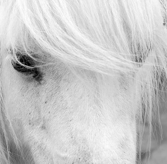 Classy Art Island Pony I by Danita Delimont Wall Art-1