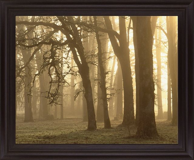 Classy Living Misty Golden Grove Wall Art-0