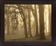Classy Living Misty Golden Grove Wall Art-0
